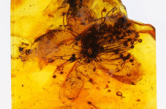 Largest Amber-Preserved Flower Last...