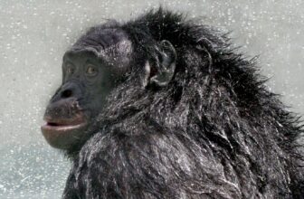 RIP Kanzi, the Bonobo Who Mastered ...