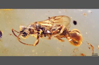 This Ancient Wasp Had a Freaky Bell...