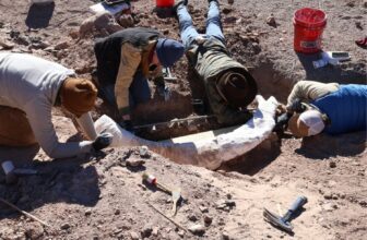 ‘Old Stump’ in Texas Tu...