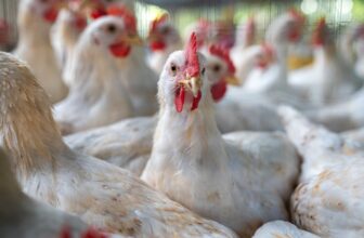 Move Over, H5N1—Another Bird Flu ...