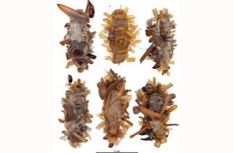 New Caterpillar Found in Hawaii Wea...