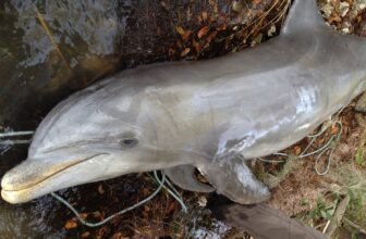 Starving Dolphins in Florida Traced...