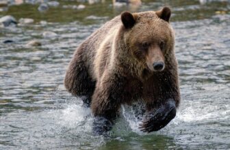 Could You React in Time to a Chargi...