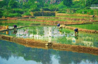 Cancer-Causing Arsenic Is Building ...