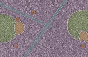 Biologists Uncover Previously Unkno...