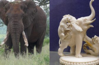 How Prehistoric Mammoth Tusks Could...