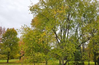 The Little Things Newsletter #493 &...