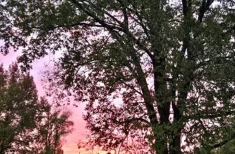 The Little Things Newsletter #494 &...